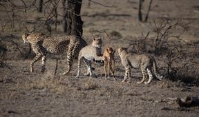Člověk mezi gepardy